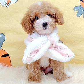Maltipoo