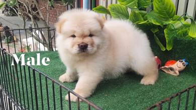 Chow Chow