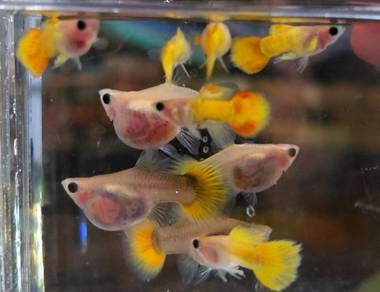 Yellow Gold Glassberry Short Body Guppy PAIR 黄金玻璃猫