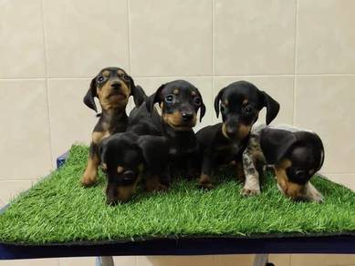 Dachshund