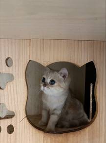 Golden female BSH for Rehome