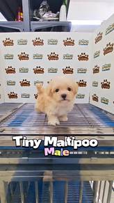 Tiny Maltipoo puppies KL Pet Shop can visit firsts