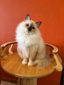birman kucing