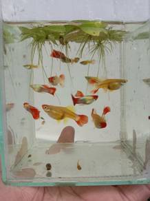 Guppy santa gold koi 