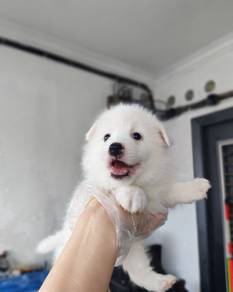 Quality Japanese Spitz puppy