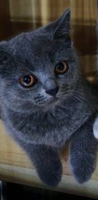 Kitten 