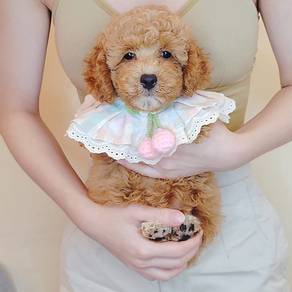 Poodle
