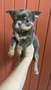 Chihuahua female puppy f3