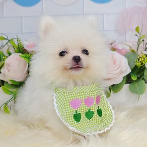 Pomeranian