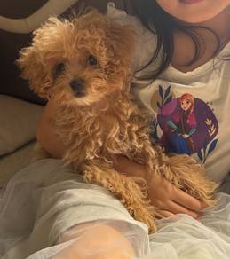 Tiny Poodle Girl