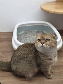 Munchkin fold golden cat