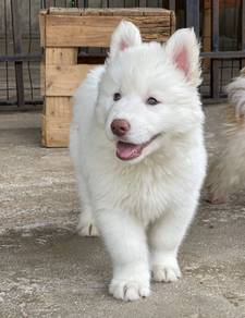 SIBERIAN HUSKY PUPPIES D12 Rehome Male-Female
