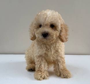 Toy poodle 