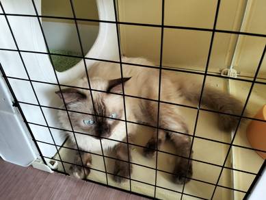kucing jantan Himalaya 