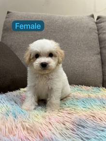 Maltipoo puppy