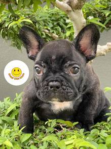 GSW2188 French Bulldog black color puppy