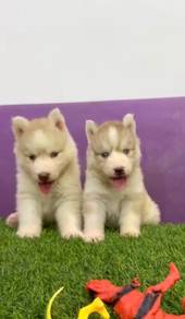 Wooly husky male and female
