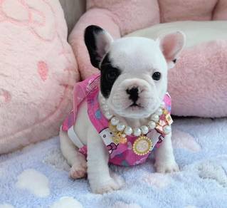 FRENCH BULLDOG PUPPIES 🌻VIP748 Boy -Girl
