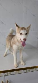 Siberian Husky Puppy for Sale 🐶 🐕,