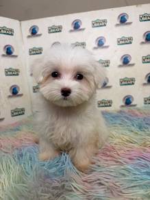 Maltese puppy