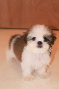E10 Little Shih Tzu Dog
