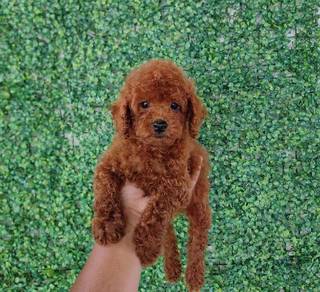 poodle puppy10