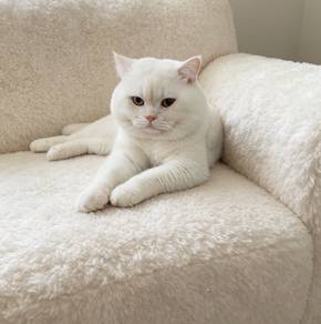 cat mating BSH British shorthair mating