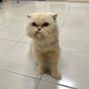 Flat face Persian kitten 🐱