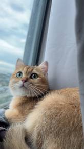 Female Golden British Shorthair