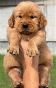 Golden retriever2
