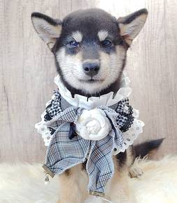 Shiba