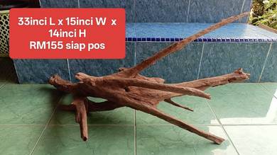 driftwood kayu aquarium Discus Angelfish tank