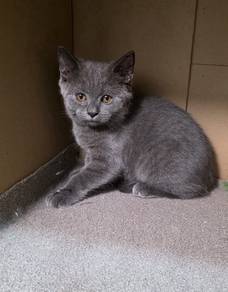 British Shorthair Round Face Male Kitten 