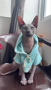 Sphynx cat