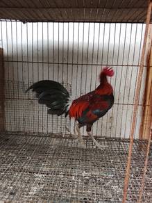 Ayam Hutan Pikat