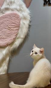 Pure BSH golden point with blue eye