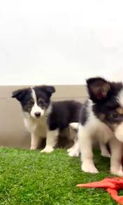 Border collie smartest puppy