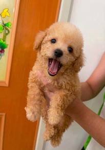 cavapoo puppy...