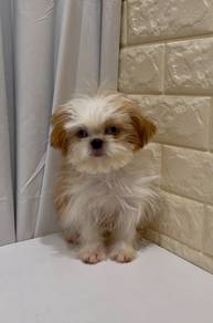 J0339 Shih Tzu Teddy Face Puppy