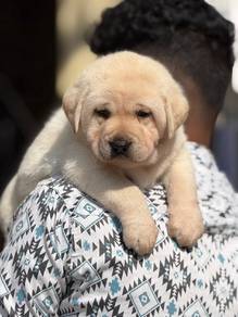 Labrador Retriever 22