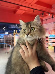 British Long Hair Cat for Sale
