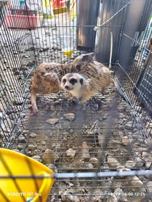 Meerkat