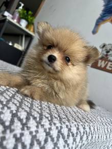Pomeranian 