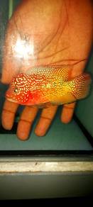 flowerhorn  kamfa f2