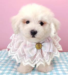 Poodle