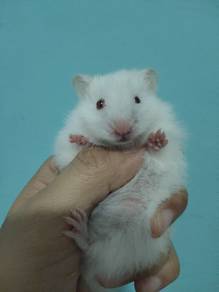 SYRIAN HAMSTER – WHITE ALBINO