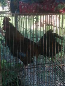 Ayam hutan jantan