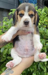 BEAGLE PUPPIES F101🌻 Rehome Male ~Female