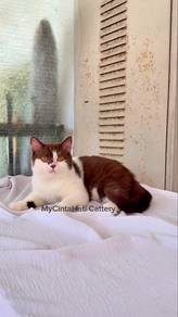 BSH British Shorthair Chocolate