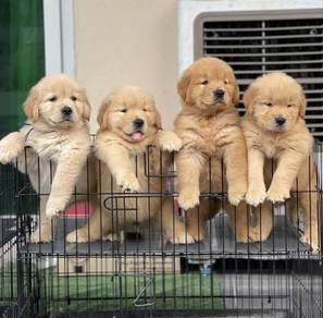 GOLDEN RETRIEVER PUPPIES M752 🌻 黃金獵犬 Cream / Gold